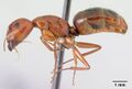 Camponotus raina casent0499052 p.jpg