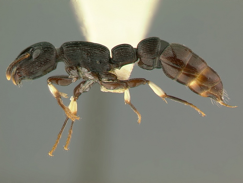 File:Cylindromyrmex-striatus-w-lateralMontage.jpg