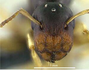 Klimes-mcarthur-2014-myrm-news-15Camponotus-aruensisQ.jpg