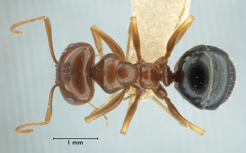 File:MCZ-ENT00023042 Melophorus turneri perthensis had.jpg