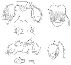 Pheidole ambigua Wilson 2003.jpg