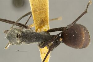 Polyrhachis-muelleri-had1 6.jpg