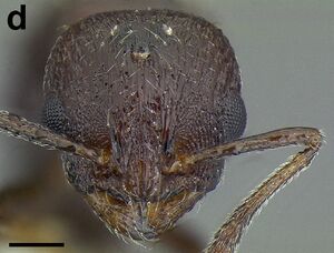 Temnothorax acuminatus F91 d.jpg