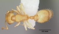 Temnothorax cokendolpheri casent0103162 dorsal 1.jpg