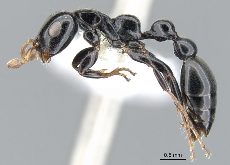 File:Tetraponera rotula casent0902834 p 1 high.jpg