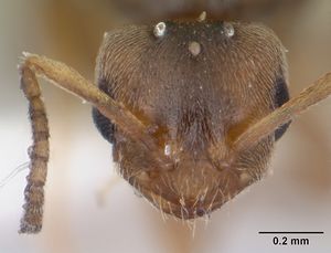 Brachymyrmex heeri casent0173227 head 1.jpg