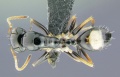 Camponotus-bellus-D3.2x.jpg