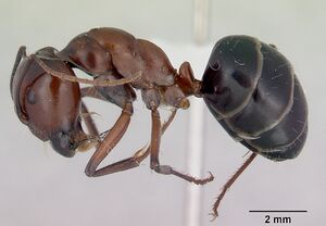 Camponotus prosseri casent0172147 profile 1.jpg