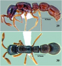 Cerapachys seema 1.jpg