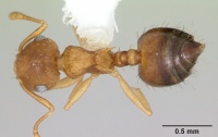 Crematogaster victima casent0173952 dorsal 1.jpg