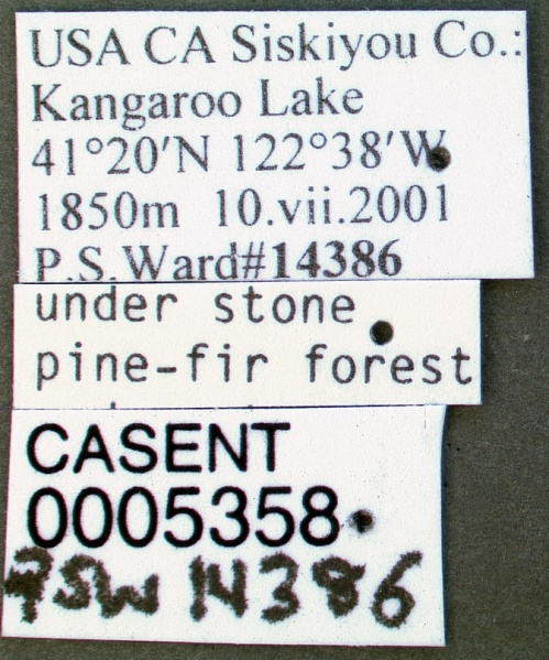 File:Formica accreta casent0005358 label 1.jpg