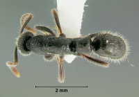 Leptogenys-punctataD2.5.jpg