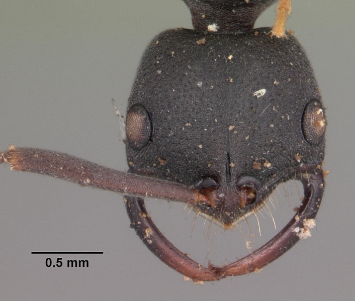 File:Leptogenys maxillosa casent0102268 head 1.jpg