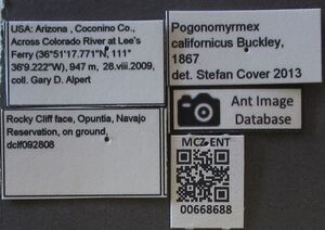 Mcz-ent00668688 Pogonomyrmex californicus lbs.JPG