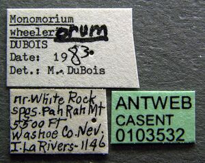 Monomorium ergatogyna casent0103532 label 1.jpg