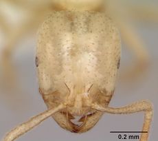 Monomorium ferodens casent0173588 head 1.jpg