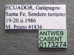 Monomorium floricola casent0173274 label 1.jpg