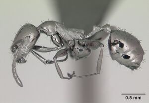 Monomorium notorthotenes casent0002244 profile 1.jpg