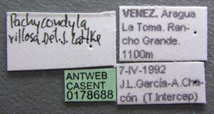 Pachycondyla villosa casent0178688 label 1.jpg
