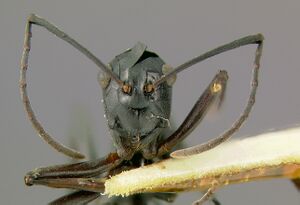 Polyrhachis-orpheusH2.5x.jpg