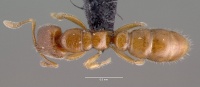 Prionopelta modesta casent0039774 dorsal 1.jpg