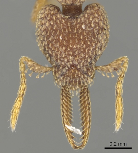 File:Strumigenys lalassa casent0900179 h 1 high.jpg