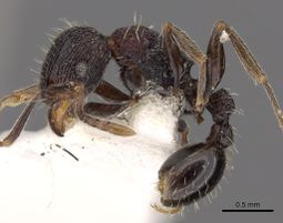 Tetramorium versiculum casent0901207 p 1 high.jpg