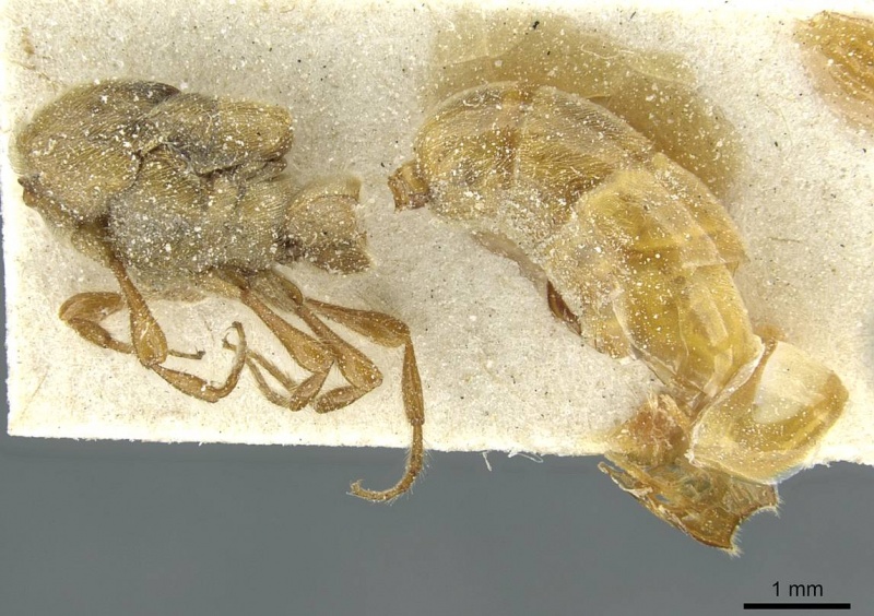 File:Aenictus humeralis casent0911428 p 1 high.jpg