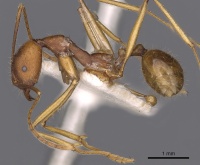 Aphaenogaster cavernicola casent0900453 p 1 high.jpg