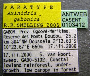 Axinidris gabonica casent0103412 label 1.jpg