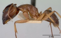 Camponotus hova boivini casent0101342 profile 1.jpg
