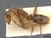 Camponotus testaceus casent0905200 p 1 high.jpg