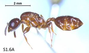 Crematogaster maryatii F1.6A.jpg