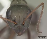 Formica subsericea casent0103942 head 1.jpg