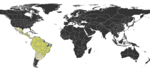 Hylomyrma Distribution.png