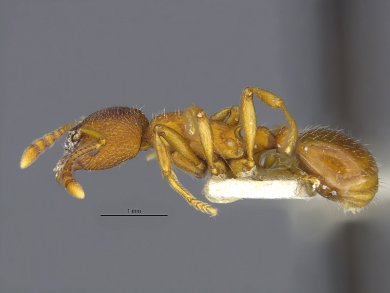 File:MCZ-ENT00009196 Myrmica brevinodis var subalpina hal.jpg