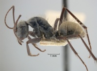 MCZ-ENT00021506 Camponotus bigenus hal.jpg