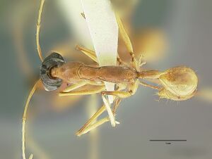 Odontomachus nigriceps had.jpg