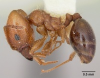 Pheidole bureni casent0172962 profile 1.jpg