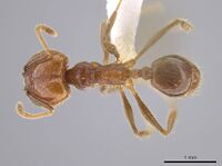 Pheidole cusuco CASENT0617747 d.jpg