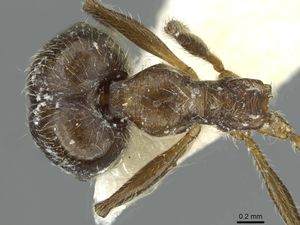 Pheidole riveti casent0913420 d 1 high.jpg