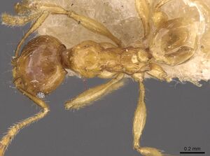 Pheidole upeneci casent0907774 d 1 high.jpg