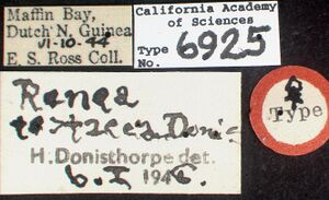 Prionopelta majuscula castype06925-01 label 1.jpg