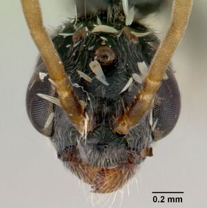 Tetraponera nitida casent0172000 head 1.jpg