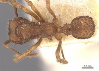 Trachymyrmex oetkeri casent0909395 d 1 high.jpg