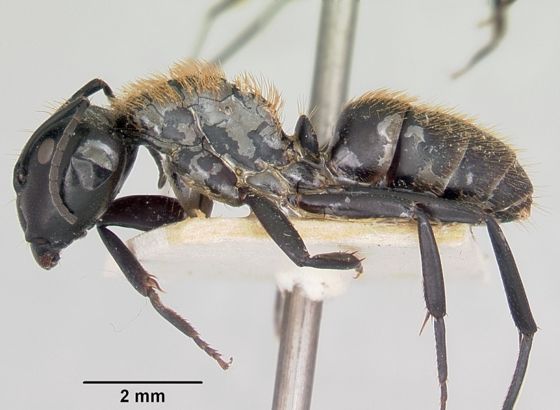 File:Camponotus darwinii rubropilosus casent0101380 profile 1.jpg