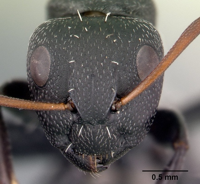 File:Camponotus grandidieri casent0188529 head 1.jpg