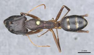 Camponotus magister casent0913716 d 1 high.jpg