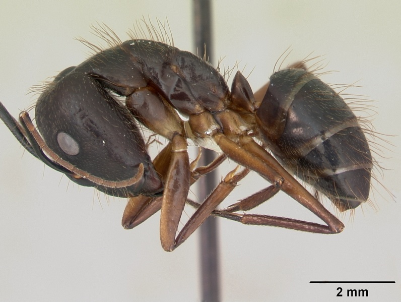 File:Camponotus melanoticus casent0173430 profile 1.jpg