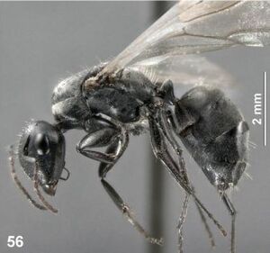 Camponotus paracolobopsis paratype queen F56.jpg